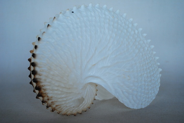 Nautilus Shell, Paper Nautilus or Argonaut