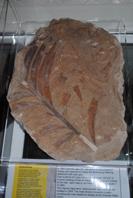 Fossil