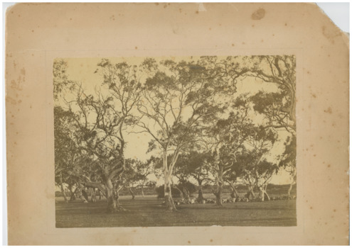 P00070 Hugh Brown's farm 1865, "Pine Vale"