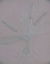 Whitework on Handkerchief Lawn