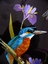 Helen Stevens Embroidered Kingfisher