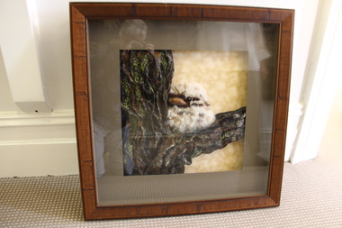 Artwork, other - Picture, Linda Worthington, Baby Tawny Frogmouth Owl, 2010