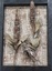 Contemporary Machine and Hand Embroidery Honeyeater with Banksia