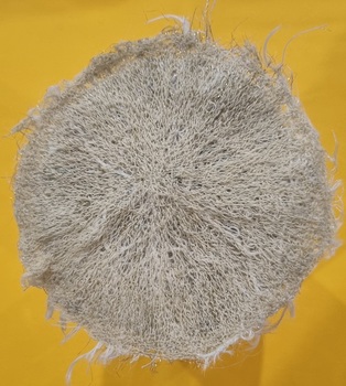 Contemporary 3D Machine and Hand Embroidered Mushroom