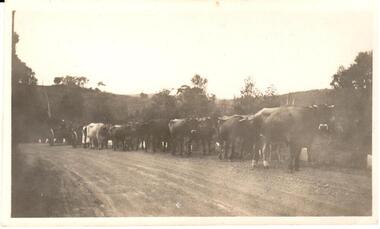 Photograph, c1920s