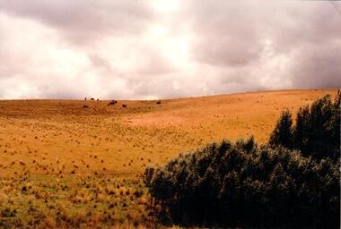 Photograph, 1990-1999