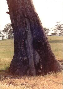 Photograph, early 1990's