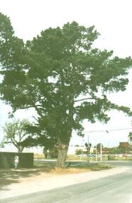 Photograph, Early 1990's