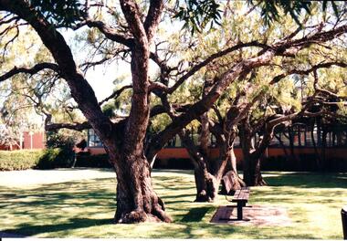 Photograph, early 1990s