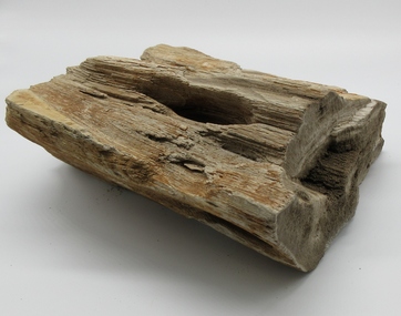 Petrified Wood