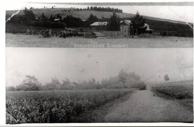 Photograph, Schlossberg Vineyard, 1909