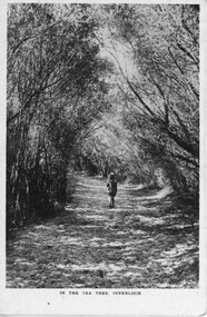 004253 - Postcard - In the tea tree, Inverloch (Same as 000809B), circa 1906