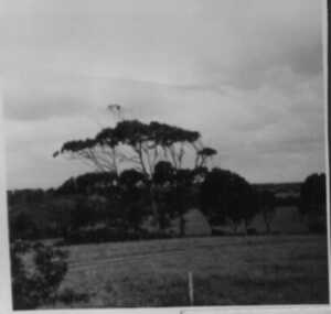 000060 - Photograph - Group of three trees (of significance) known as Three Sisters