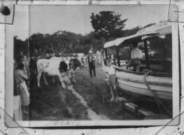 000115 - Photograph - The Beryl being moved by John Muldoon's Bullocks - boy standing by maybe Bob Young - R Young
