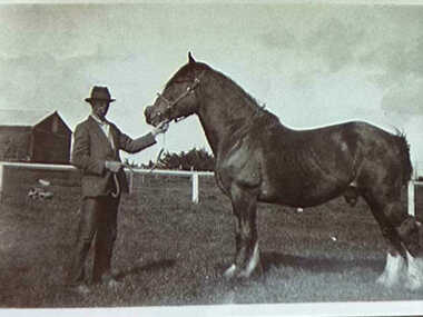 Photograph - Unknown man with shire horse