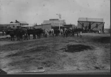 002994 Photograph - Wonthaggi building brought in by bullock team - taken by Smirl Family - date unknown