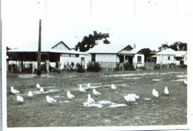 000565 - Photograph - High St, Inverloch - Ray Irving