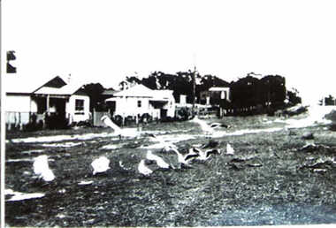 000568 - Photograph - Inverloch High St - from John Irvine