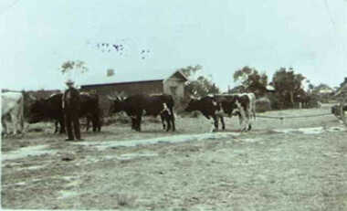 000570 - Photograph - High St, Inverloch - John Muldoon & Bullock team - Ray Irving