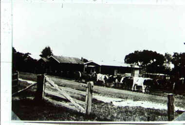 000571 Photograph - High St, Inverloch - John Muldoon's Bullocks - Ray Irving