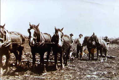 000818 - Photograph - c1936 - Point Smythe - at McDonald's farm - Harrowing - Thomas McDonald, centre - Lloyd Beard, left - from Dorothy Beard