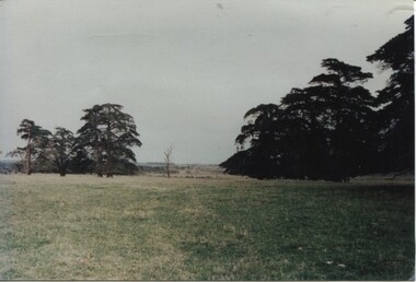000588 - Photograph - Large cypress trees planted during 1890's - on Wirth's selection - now owned y Trev & Jill Steer