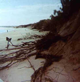 000865 - Photograph - 1972 or 1977 - Inverloch - Beach erosion on surf beach - from Hazel Swift