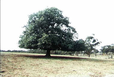 000589 - Photograph - Elmore Park - Oaktree about 120 years old - Planted by GG Father 1870's - First property selection in Leongatha S District of Kongwak - from L Cuttriss