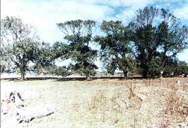 000592 - Photograph - Elm trees and some of foundations of the old house CA 57A Kirrak - JP Wain (Bambrook) est 1890's - from L Cuttriss