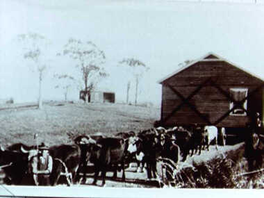 000389 - Photograph - John Muldoon with bullock team - house from Outtrim - Noelle Green