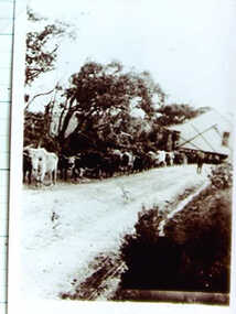 000390 - Photograph - Muldoon bullock team - from Noelle Green