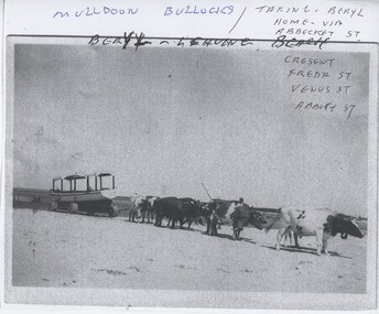 004401 - Photograph - Mulldoon bullocks taking Beryl home via A'Beckett St - from Bob Young