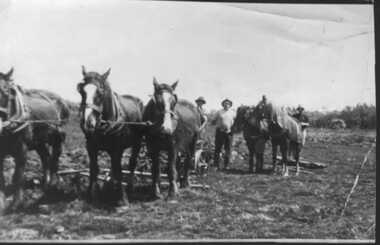 000902 - Photograph - Point Smythe -  c1936 - Mcdonald Farm - horse teams clearing bush - Christmas postcard to Lloyd Beard and family - from Dorothy Beard