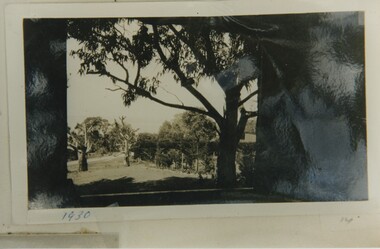 001005 - Photograph - 1930 - Inverloch - Pine Lodge - garden through window with eucalypt - from James Wyeth