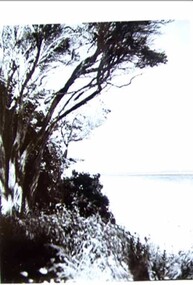 001241 - Photograph - Anderson Inlet from below Abbott St, Inverloch - from L Bailey