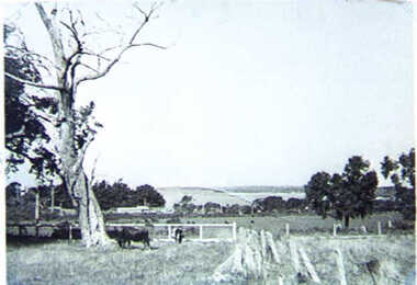 001275 - Photograph - 1940 - View from 10 The Crescent, Inverloch - Mr Bryce's Itinerant Cows - from Ken Howsam