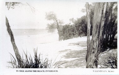 004258 - Postcard - Ti Tree along the beach at Inverloch