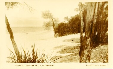 004287 - Postcard - Ti Tree Along the Beach, Inverloch - Valentines