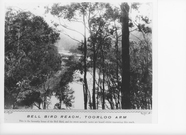 Photograph - Bell Bird Reach Lake Tyers Victoria, Caire, Nicholas John, 1905c