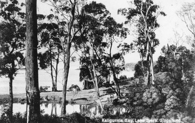 Photograph - Kaligurnie Bay,  Lake Tyers Victoria c1900, 1900c