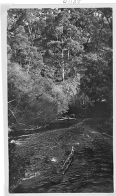 Photograph - Nowa Nowa Victoria, 1925