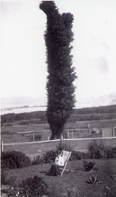 Photograph - The tree on Merrangbaur Hill, c1920