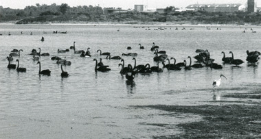 Photograph - Pecks factory, Lakes Post Newspaper, 1991