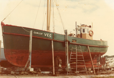 Photograph - Gumleaf, 1970c