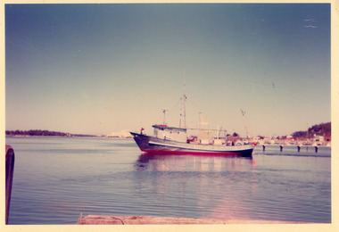 Photograph - Shark, 1978c