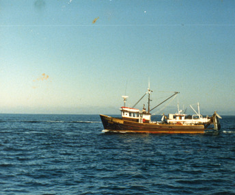 Photograph - Sand Groper Lakes Entrance Victoria c1980