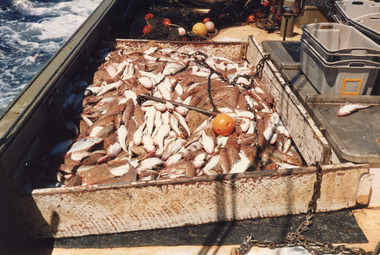 Photograph, 1986 c