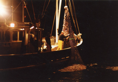 Photograph - Southern Hunter, 1991 c