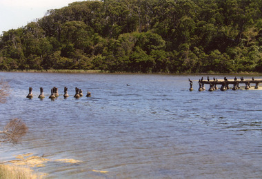 Photograph - tramline Lake Bunga, Davies Judy, 2008