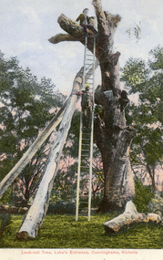 Photograph - Lookout tree, 1900